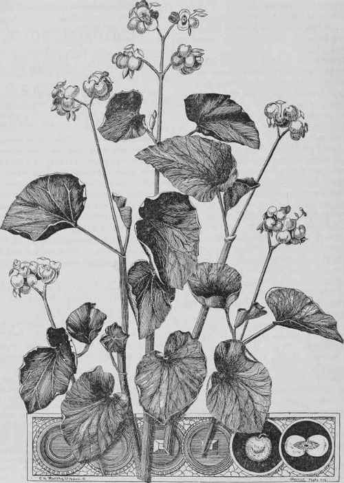 B. ‘Gigantea Rosea’